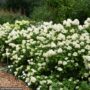 Hydrangea Paniculata – Limelight Prime – #3 Container